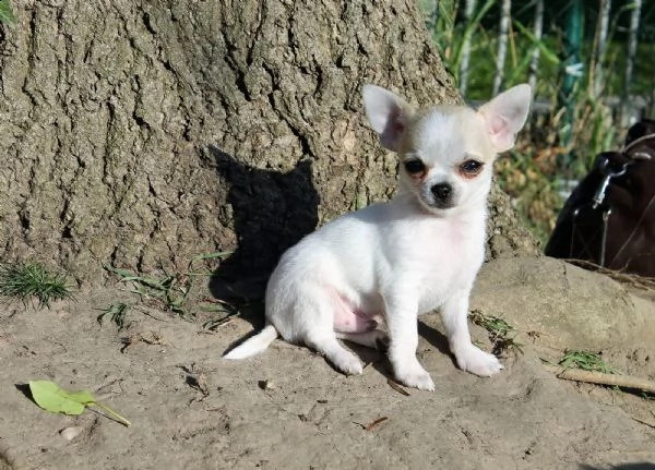  regalo cuccioli di chihuahua mini toy