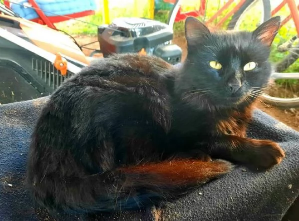 gatto nero dolcissimo | Foto 2