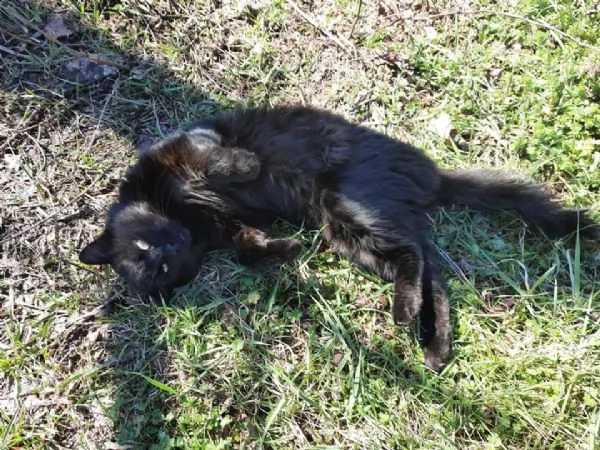 gatto nero dolcissimo | Foto 1