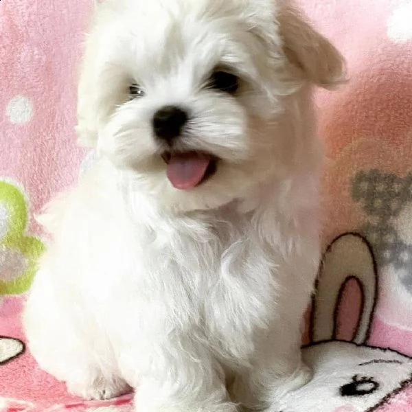 adorabili cuccioli maltesi | Foto 1