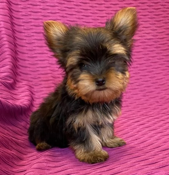 adorabili cuccioli di yorkshire | Foto 1