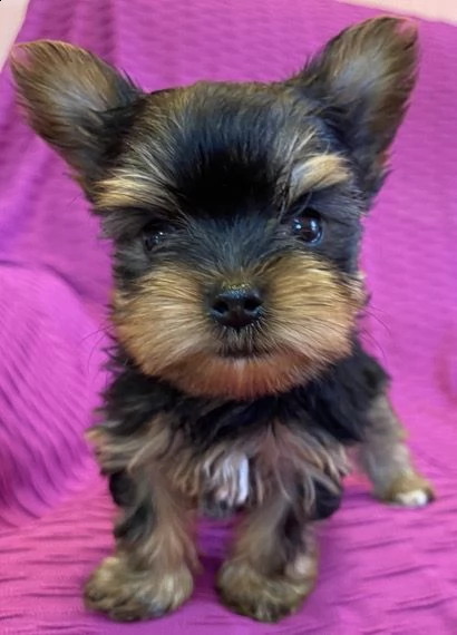 adorabili cuccioli di yorkshire | Foto 0
