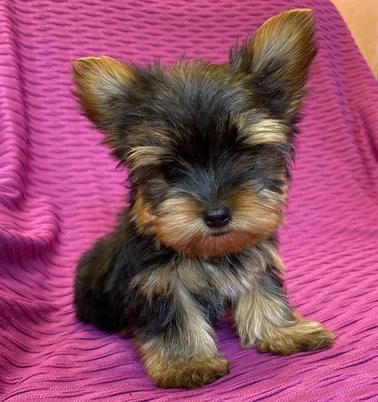 adorabili cuccioli di yorkshire