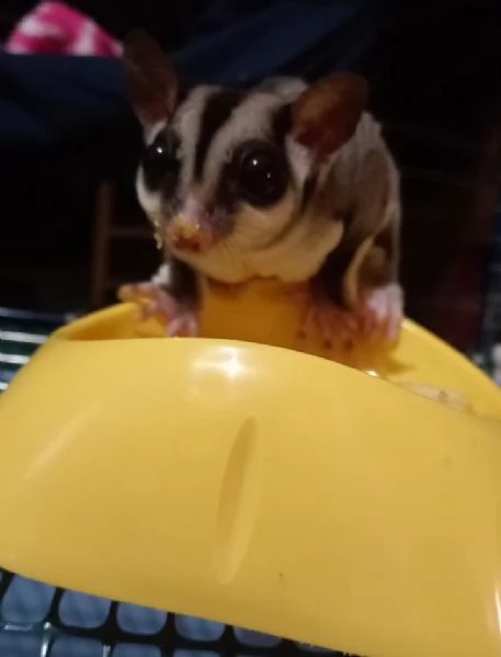 petauro dello zucchero | Foto 1