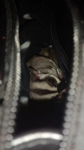 petauro dello zucchero | Foto 0