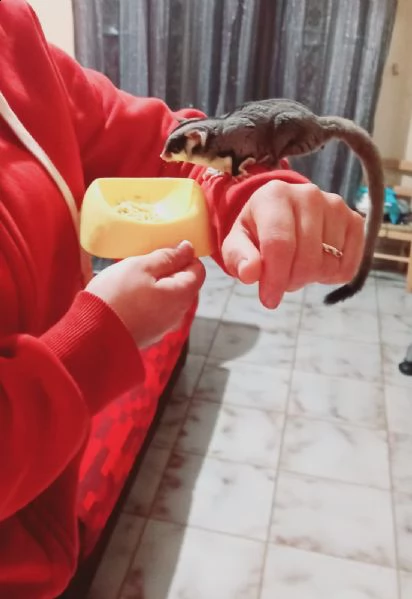 petauro dello zucchero