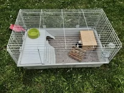 2 porcellini d'india+gabbia   | Foto 6