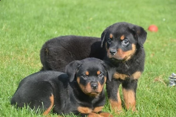  regalo cucciolo di rottweiler con un cappotto duro