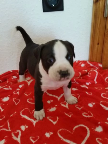 regalo cuccioli di pitbull