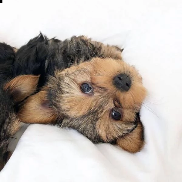 regalo cuccioli di yorkshire 