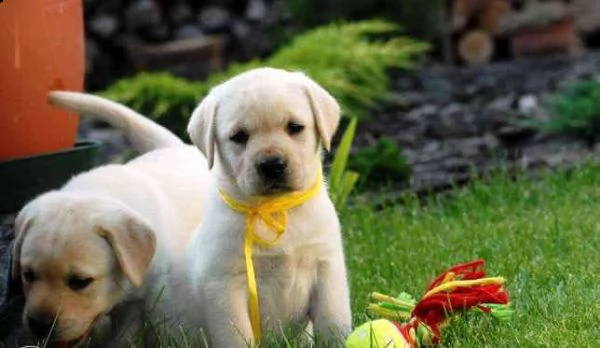  regalo bellissimi cuccioli di labrador