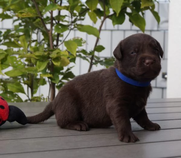  regalo bello labrador  cuccioli maschi e femmine