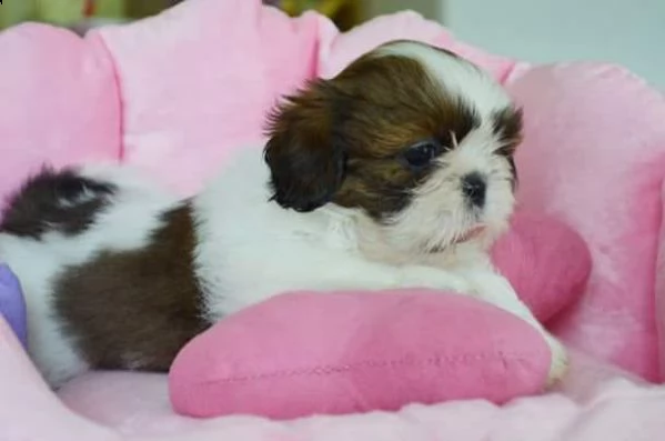  regalo bellissimi cuccioli allevati shih-tzu, colore bianco e nero