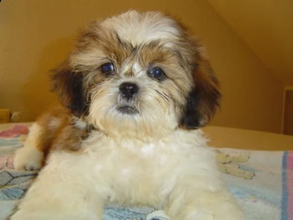  regalo cuccioli shih tzu