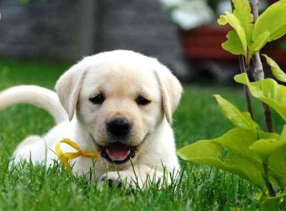  regalo bello labrador  cuccioli maschi e femmine