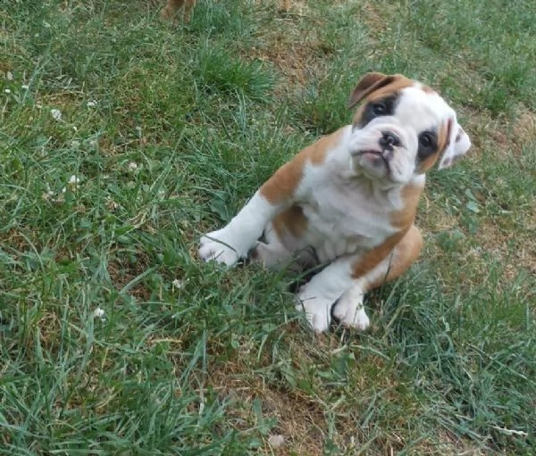 cuccioli inglese bulldog disponibili per adozione