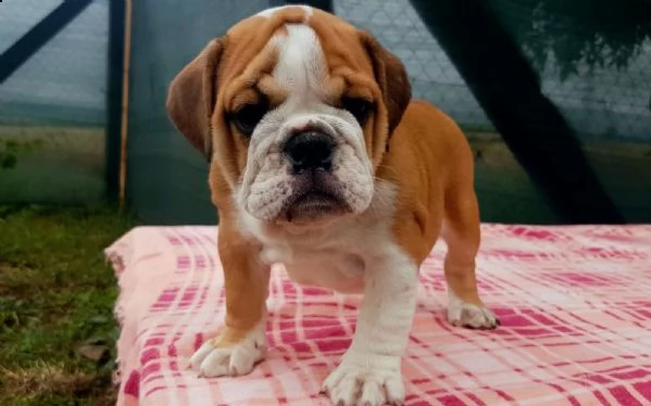 regalo bulldog inglese cuccioli con pedigree