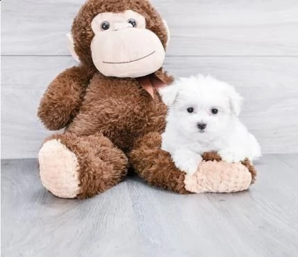 dolce maltese mini | Foto 0