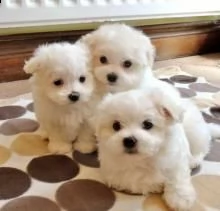 bellissimi cuccioli maltesi