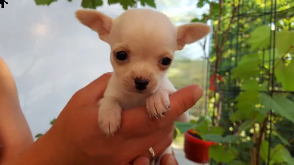  regalo cuccioli dolce e bella chihuahua toy