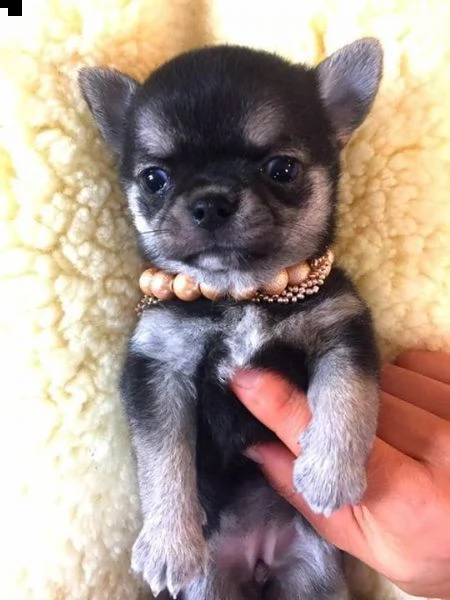  regalo cuccioli di chihuahua mini toy