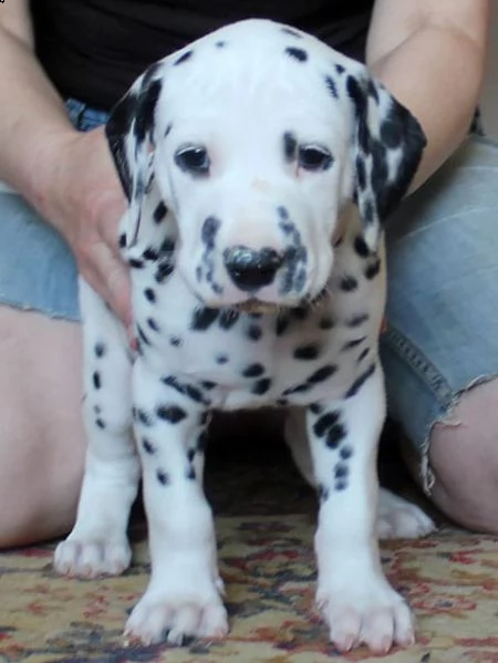 regalo dalmata cuccioli