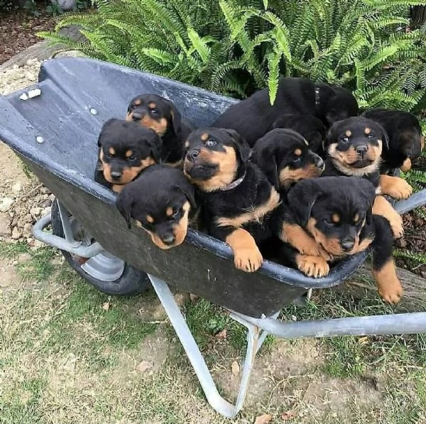 regalo cuccioli rotweiller da privato