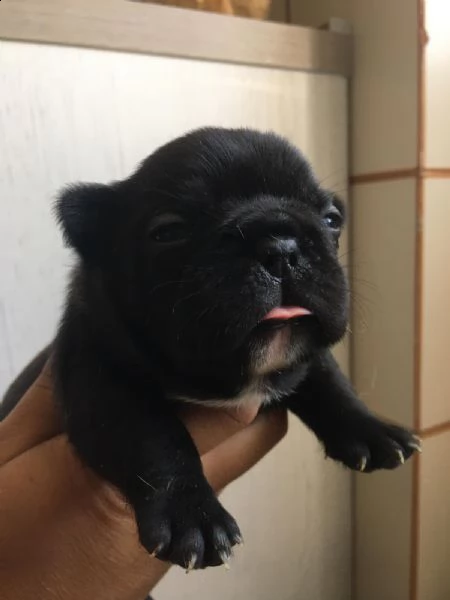 disponibili cuccioli di bulldog francese | Foto 2