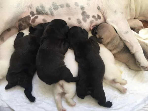 disponibili cuccioli di bulldog francese