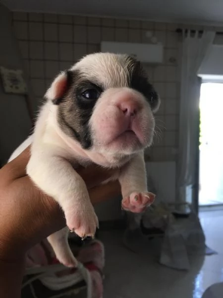 disponibili cuccioli di bulldog francese | Foto 1