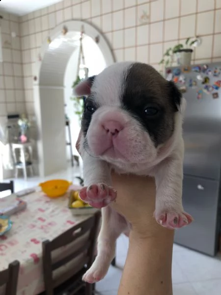 disponibili cuccioli di bulldog francese | Foto 0