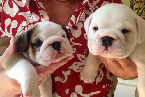  cuccioli inglese bulldog disponibili per adozione
