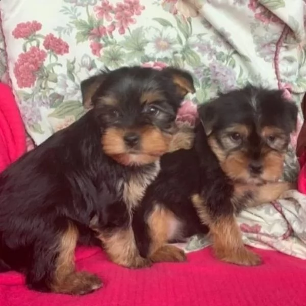 regalo cuccioli yorkshire da privato