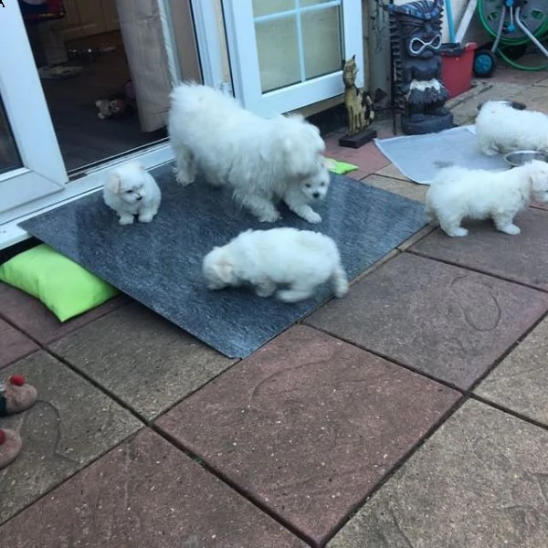 regalo cuccioli maltesi da privato