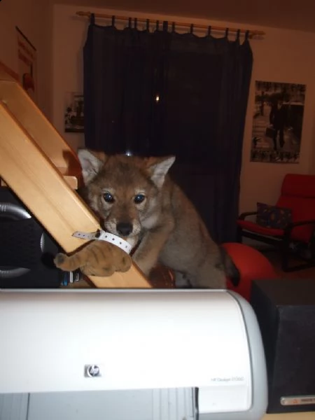 cuccioli cane lupo cecoslovacco | Foto 2