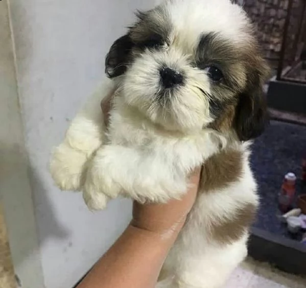 bellissimi cuccioli di shih tzu
