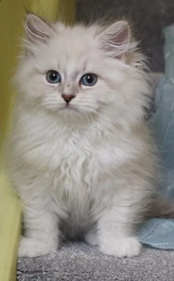 siberiano gattini crema | Foto 0