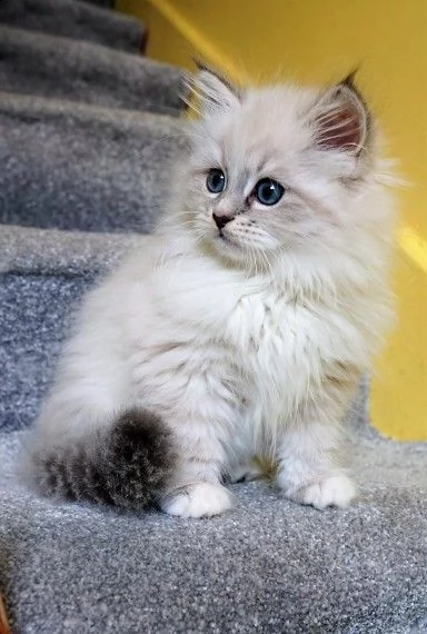 siberiano gattini crema