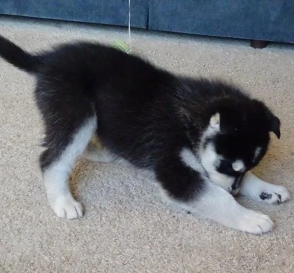 bellissimi cuccioli di siberian husky
