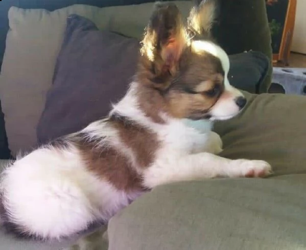 adorabili cuccioli di papillon in adozione