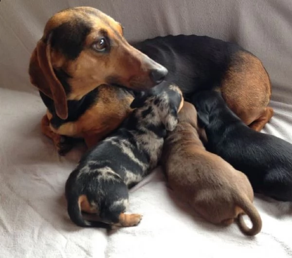 simpatici cuccioli di bassotto in adozione