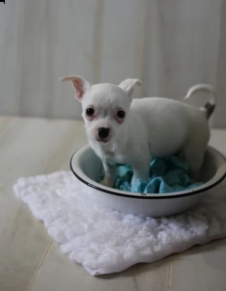 regalo chihuahua cuccioli meravigliosi ! 