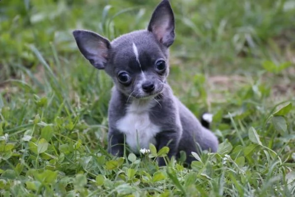  regalo cuccioli di chihuahua mini toy
