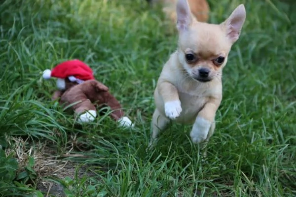  regalo chihuahua meravigliosi