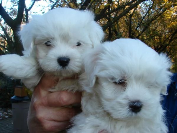 regalo adorabili cuccioli mini malteser  femminucce e maschietti