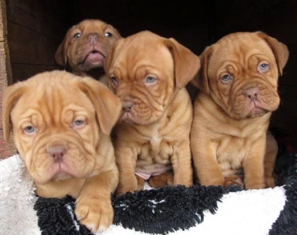 regalo bellissimi maschi e femmine dogue de bordeaux cuccioli