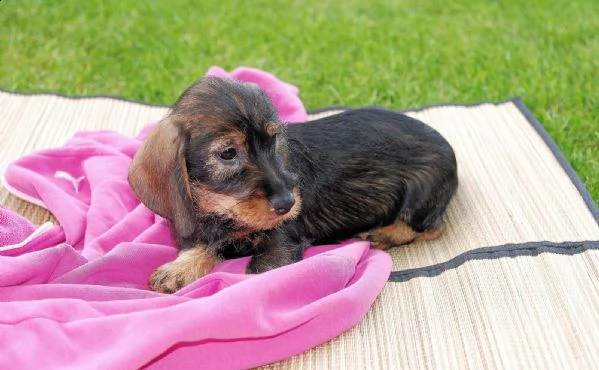 adorabili cuccioli bassotto femminucce e maschietti disponibili