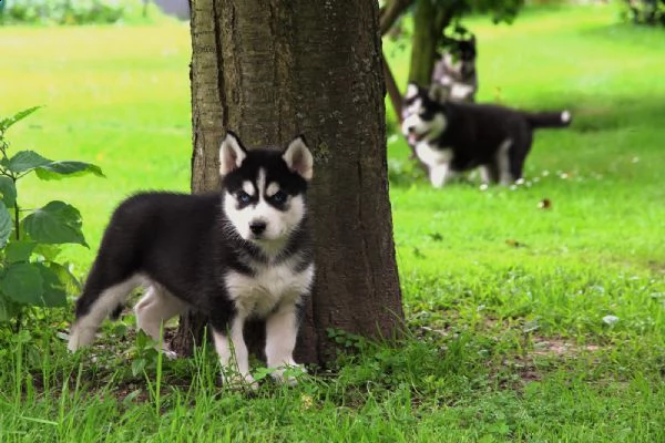  regalo siberian husky cuccioli, maschio e femmina