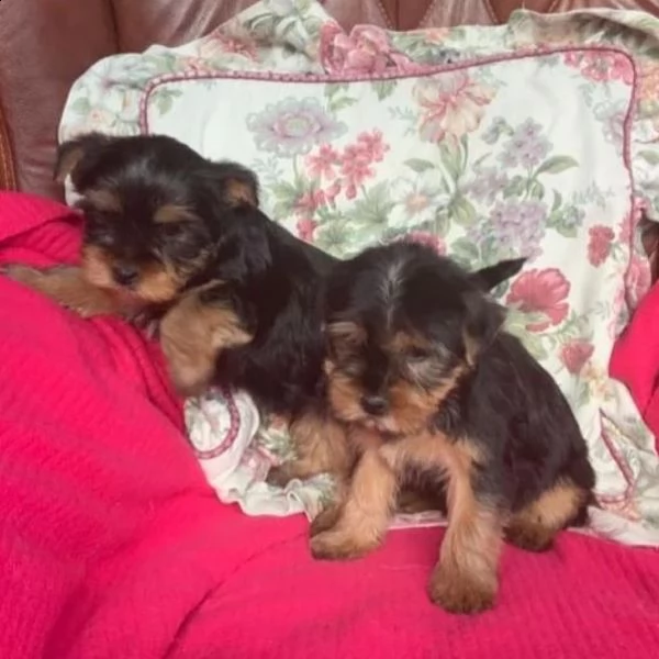 regalo cuccioli di yorkie toy