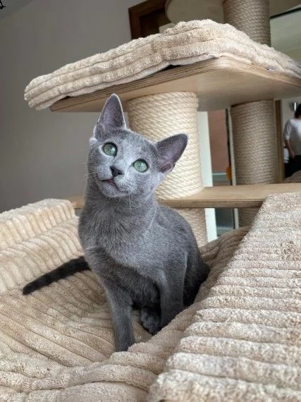 cuccioli di blu di russia | Foto 0